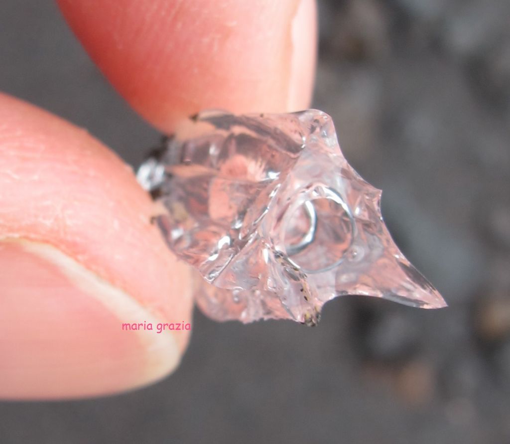 Spiaggiati a Stromboli? (Calycophorae - Cnidaria)